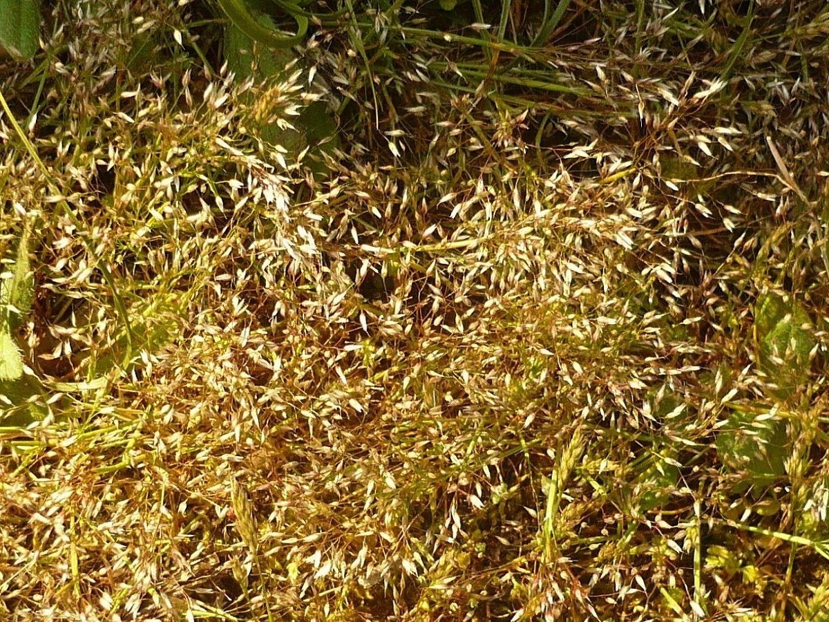 Aira caryophyllea (Poaceae)